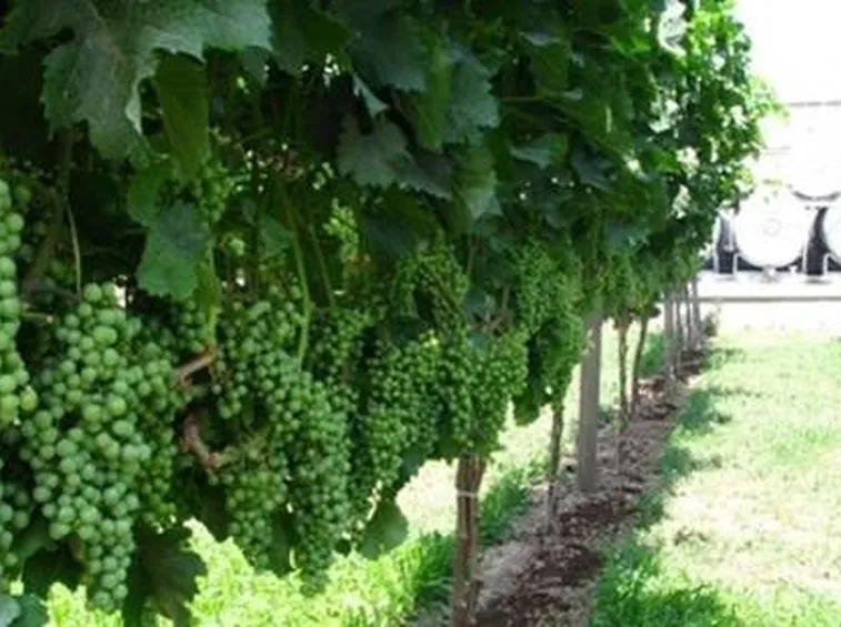 vigneto uva bianca
