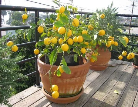Concime limoni