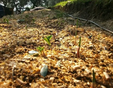 Concime naturale