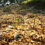 Concime naturale