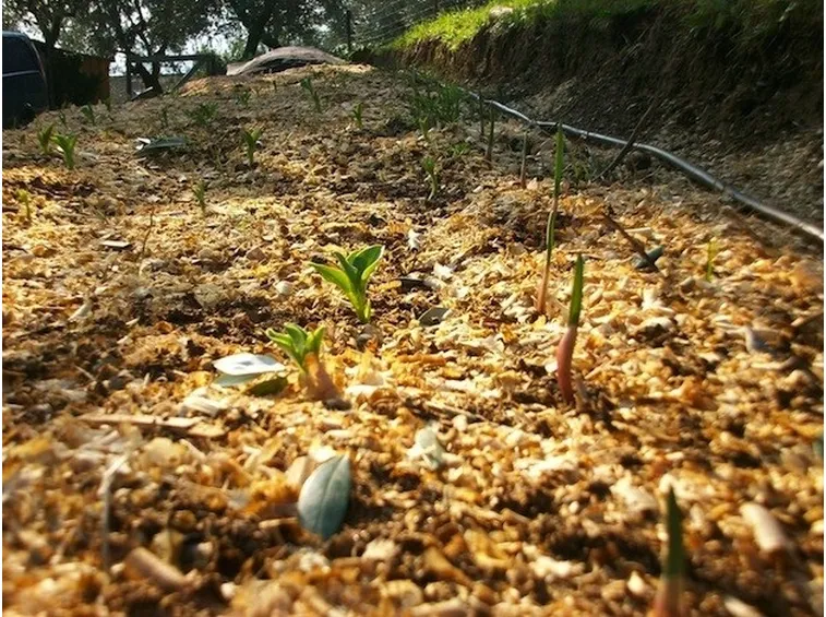 Concime naturale