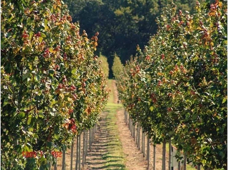 Concimare le piante da frutto