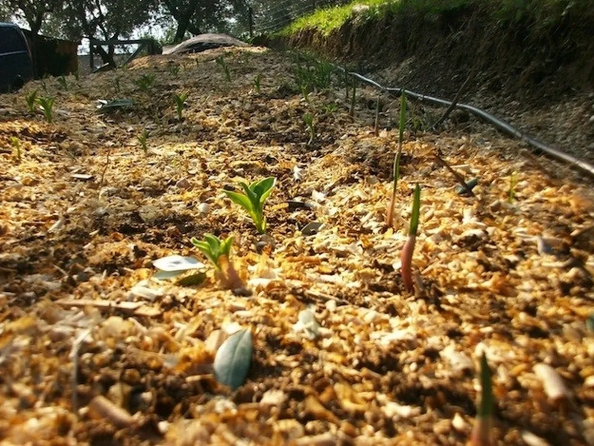 Concime naturale