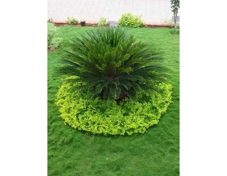 piante giardino