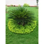 piante giardino