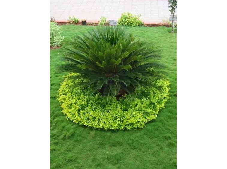piante giardino