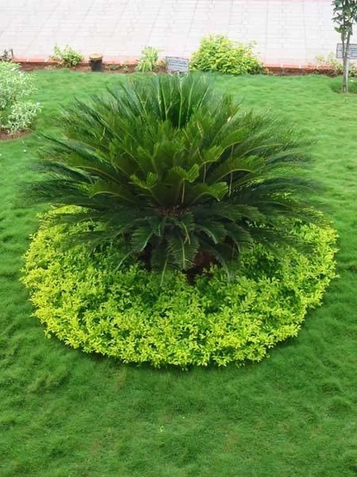 piante giardino
