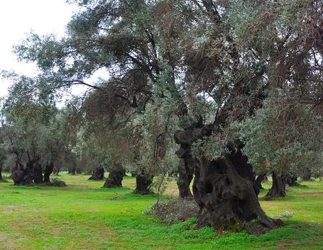 oliveto