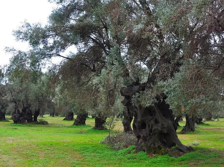 oliveto