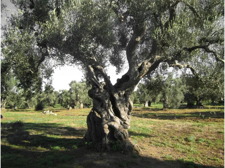 olivo