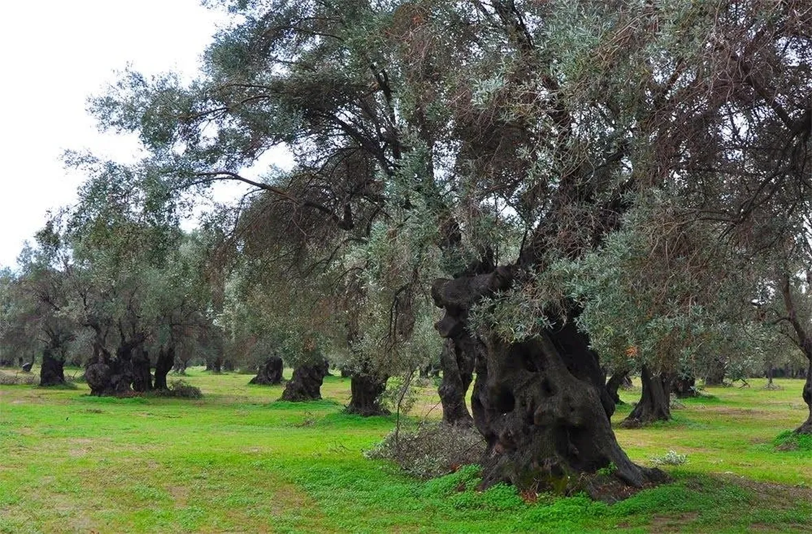oliveto