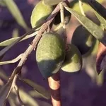 oliva