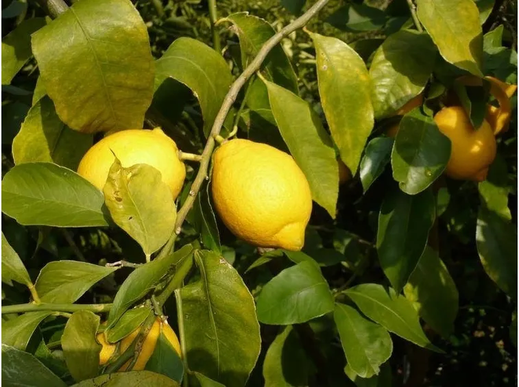 limoni su pianta