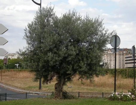 albero olivo europeo