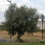 albero olivo europeo