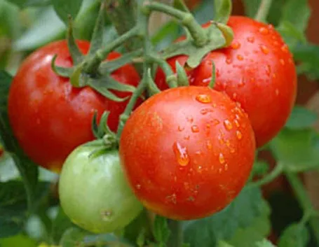 pomodori