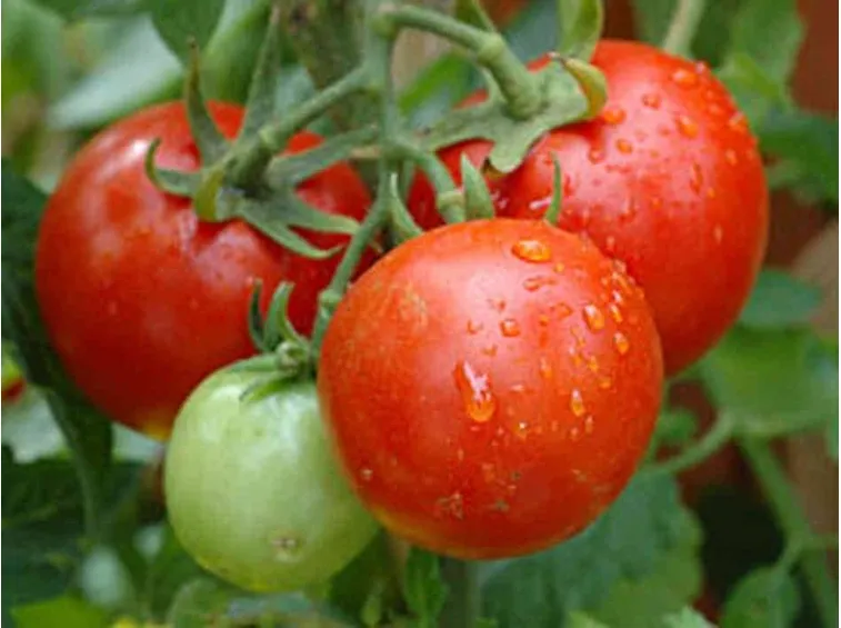 pomodori