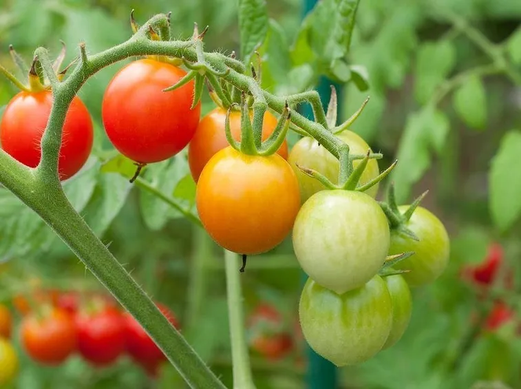 pomodori freschi