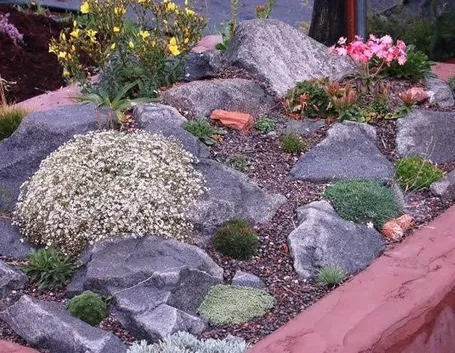 piante da giardino
