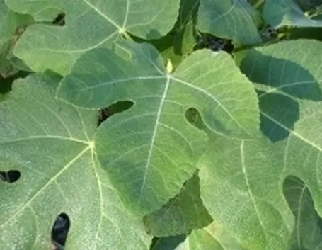 concimi su foglie