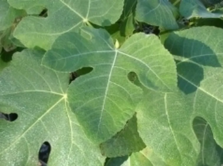 concimi su foglie