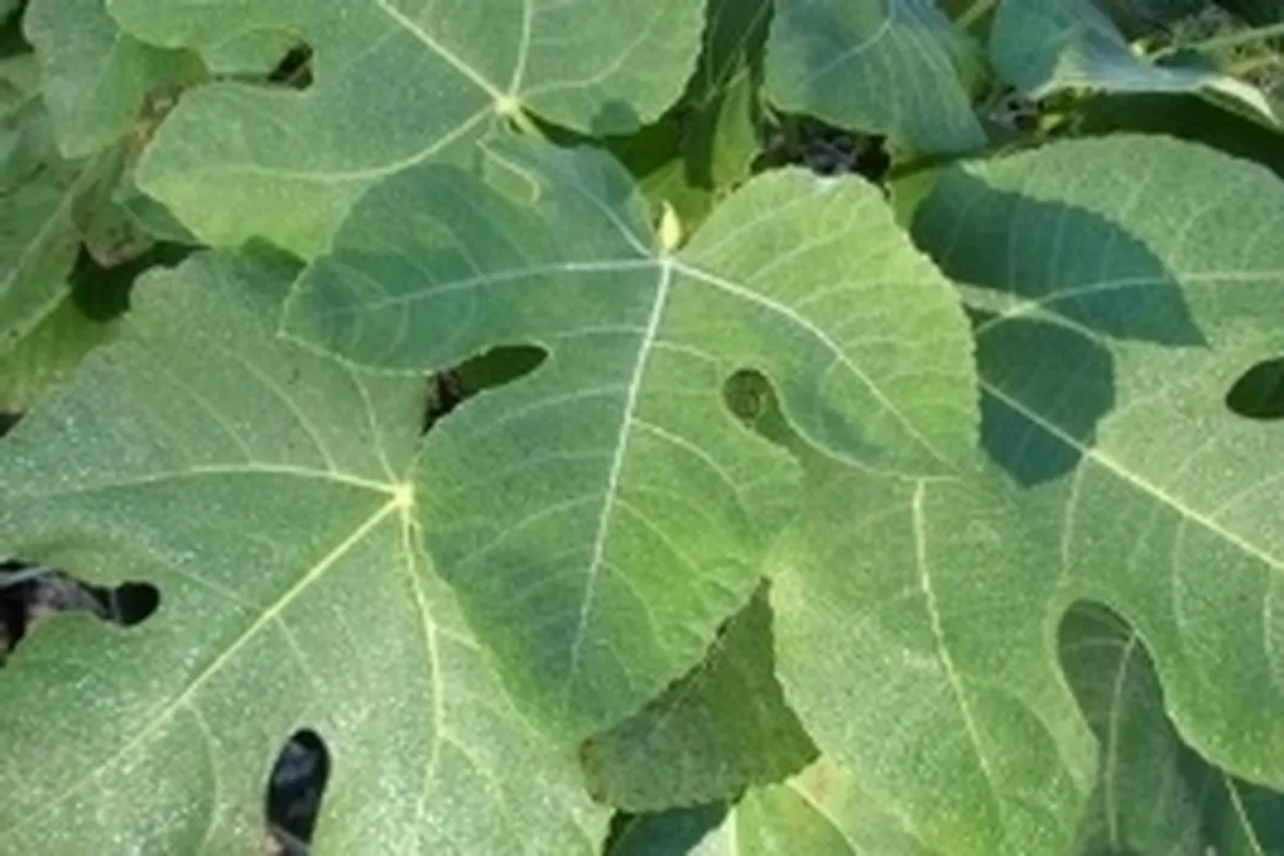 concimi su foglie