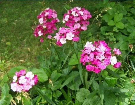 fiori ben trattati