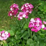 fiori ben trattati