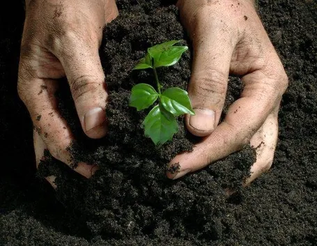 Fertilizzanti per le piante