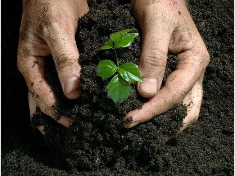 Fertilizzanti per le piante