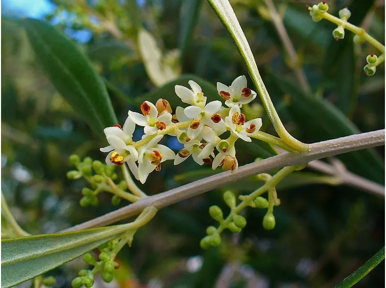 Fiore di ulivo appena sbocciato