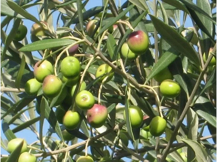 Olive prossime alla maturazione