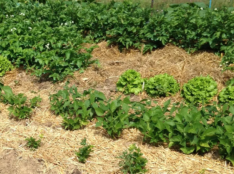Copertura terreno pacciamatura