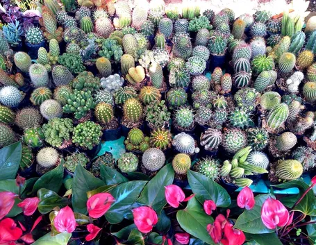 Ampia varietà di piante grasse