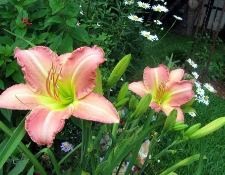 fiori concimati