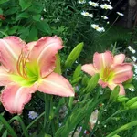 fiori concimati