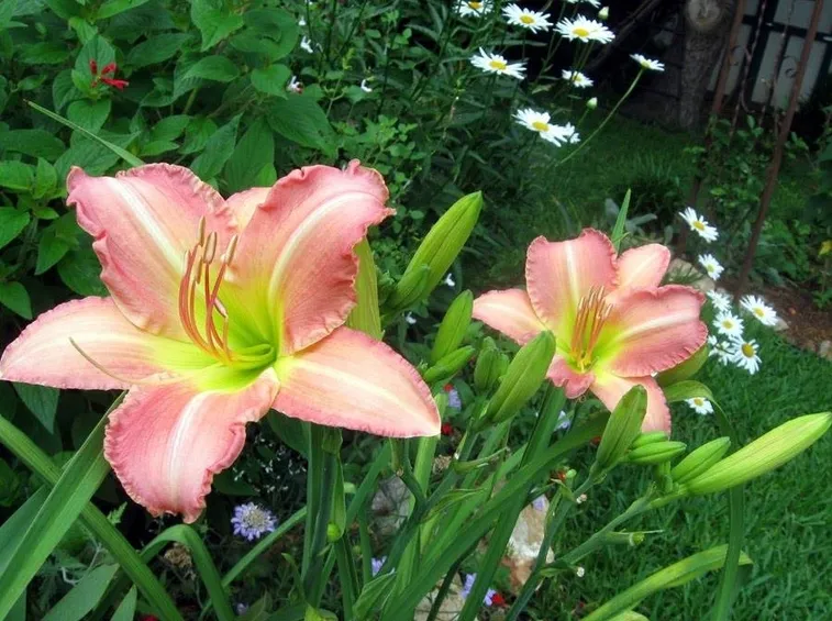 fiori concimati