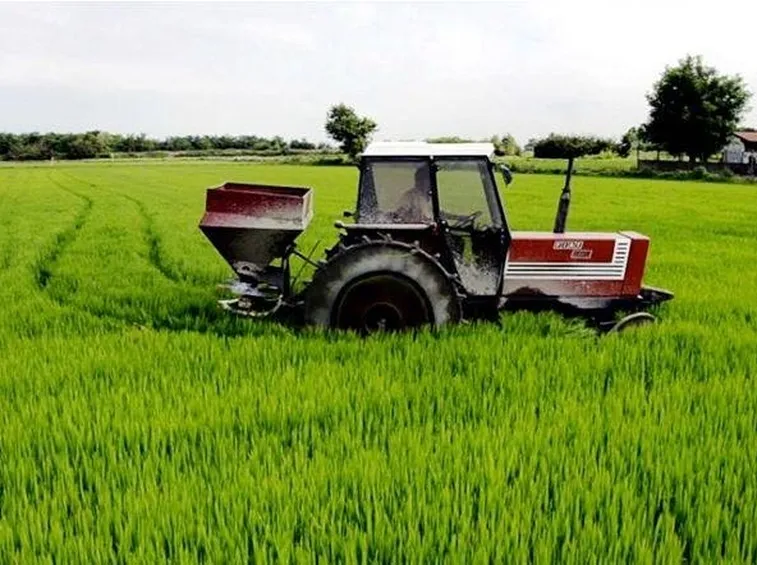 Concimazione del riso con urea