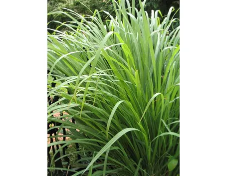 Citronella