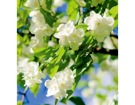 Fiore gelsomino