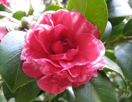 fiore camelia giardino