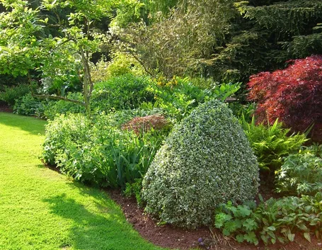 Piante da giardino