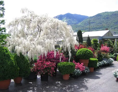 Esterno di un vivaio in primavera