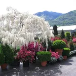 Esterno di un vivaio in primavera