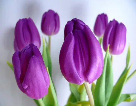 Wallpaper con immagine floreale