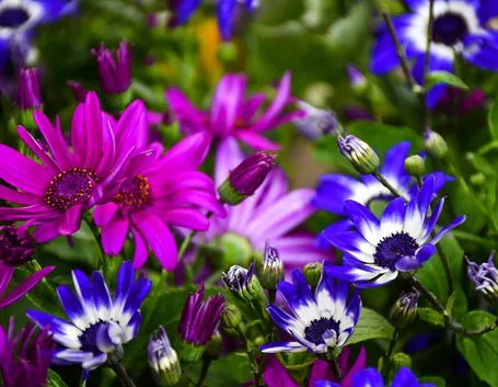 fiori estivi