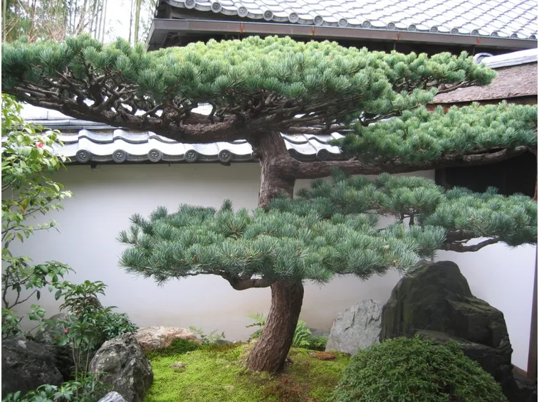 albero da giardino