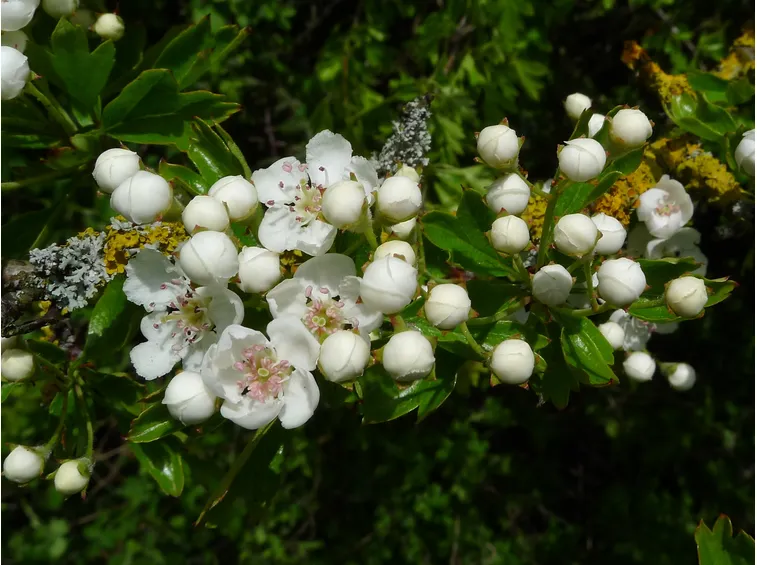 biancospino