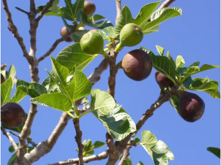 pianta di fichi