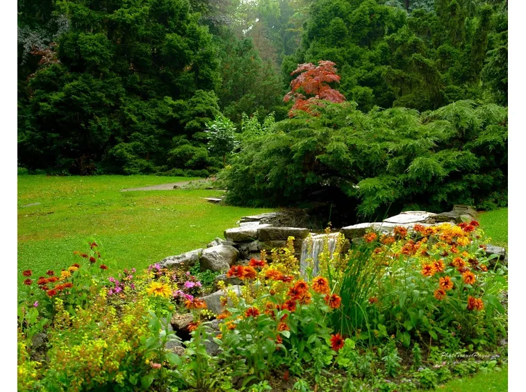 fiori in giardino